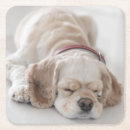 Search for dog sleeping barware Animal