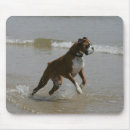 Recherche de chien boxeur tapis souris Plomb et pam langrish