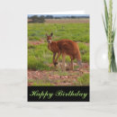 Search for kangaroo birthday cards Animal