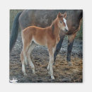 Search for digital horse magnets Animal