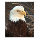 Search for bird pet memorials Animals