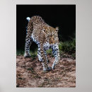 Search for walking leopard Nature