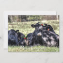 Search for black angus Cows