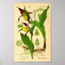 Recherche de cypripedium posters Orchidée