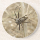 Recherche de arachnide dessous de verres Animaux