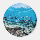 Search for scuba diving magnets Maldives