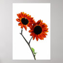 Recherche de tournesol rouge posters Blanc