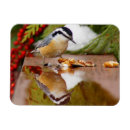 Recherche de rouge gorge magnets Oiseau