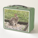 Search for rabbit lunch boxes Nature