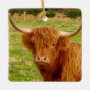 Search for scottish highland cow ornaments Livestock