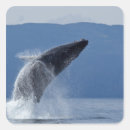 Search for humpback whale stickers Outdoors