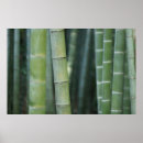 Search for bamboo background posters Plant