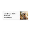 Search for maltese dog return address labels Animal