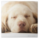 Recherche de innocence carreaux Chien