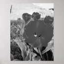 Search for black white tulips posters Nature