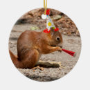 Search for squirrel ornaments Humour