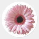 Search for daisy photo stickers Birthday
