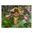 Recherche de orchidee posters Plante