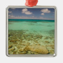 Search for turks and caicos ornaments Walter bibikow