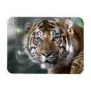 Search for captivating magnets Tiger