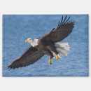 Search for alaska eagle magnets Animal