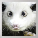Recherche de opossum posters Nature