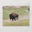 Search for bison birthday cards Wyoming