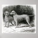 Search for bedlingtons posters Canine