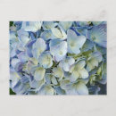 Search for blue hydrangeas postcards Floral