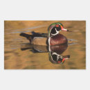 Search for wood duck stickers Nature