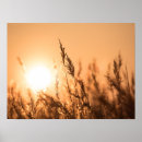 Recherche de roseau posters Coucher de soleil