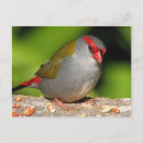Search for native bird postcards Animals