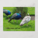 Search for blue peacock bird postcards Thank you