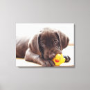 Search for chocolate labrador canvas prints Puppy