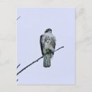 Recherche de rapace cartes postales Chasseur