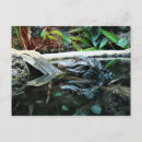 Search for crocodile postcards Nature