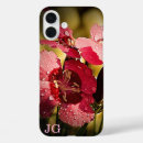 Recherche de de pomme coques Rose