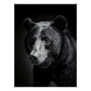 Search for black and white bear posters Nature