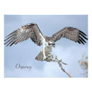 Search for osprey Raptor