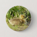 Recherche de oie d badges Nature
