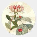 Search for honeysuckle stickers Botanical