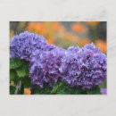 Recherche de impressionnistes cartes postales Fleurs