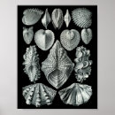 Recherche de plaques posters Kunstformen der natur