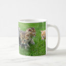 Search for innocent mugs Cats