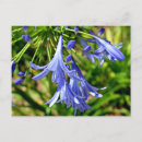 Recherche de fleurs vives cartes postales Botanique