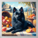 Recherche de schipperke art Chiot
