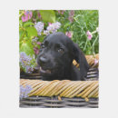Search for black labrador blankets Cute