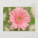 Search for pink daisy postcards Blooms