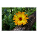 Search for marigold posters Yellow