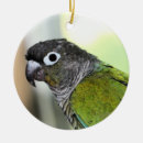 Search for conure ornaments Pet